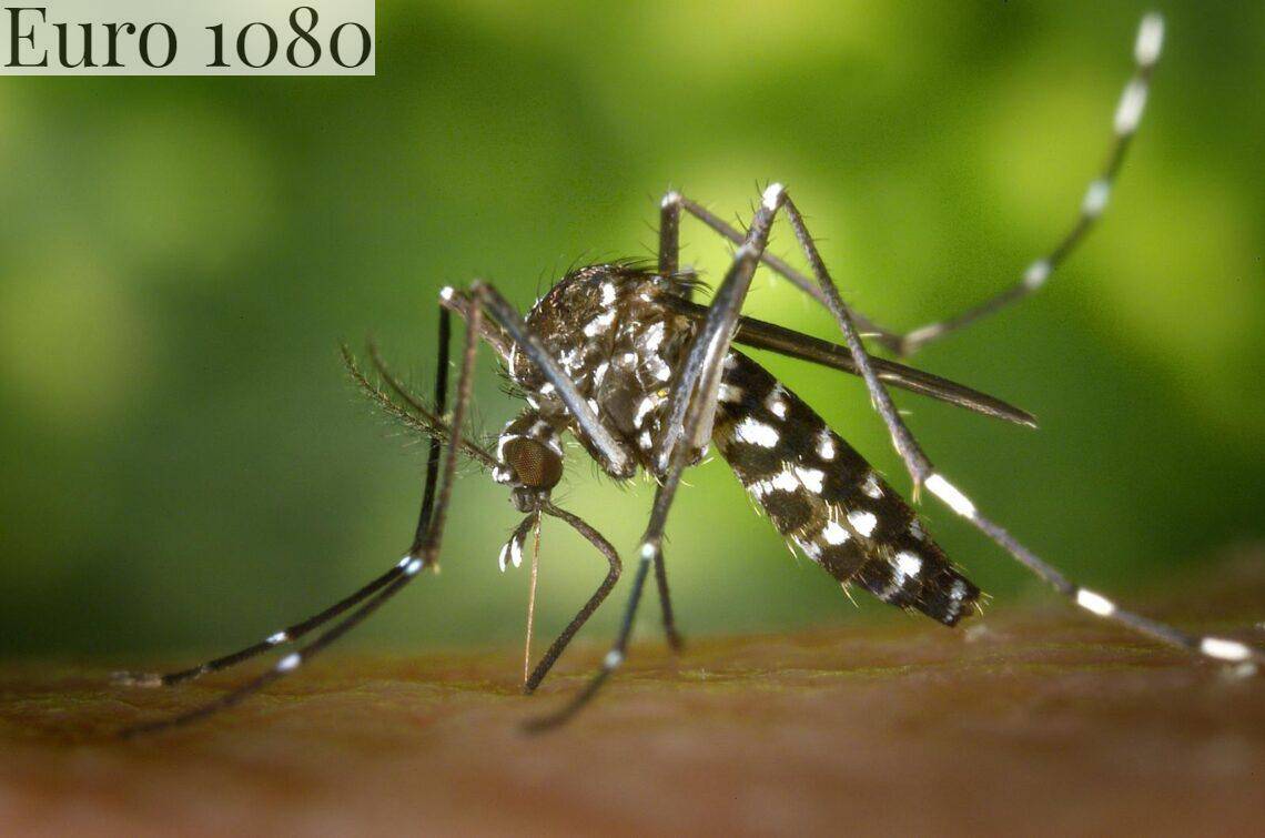 Enfermedades contagiadas por mosquitos