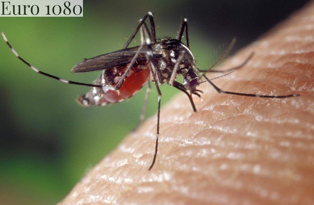 mosquitos frio
