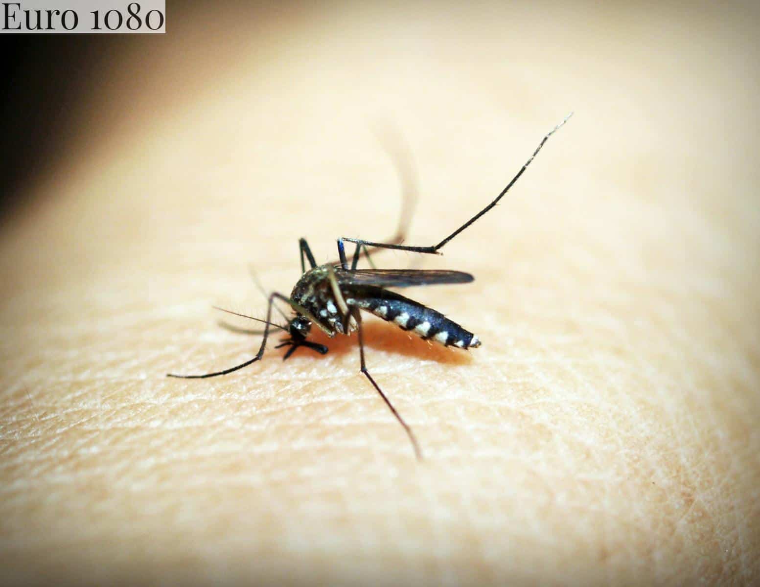 mosquitos en invierno