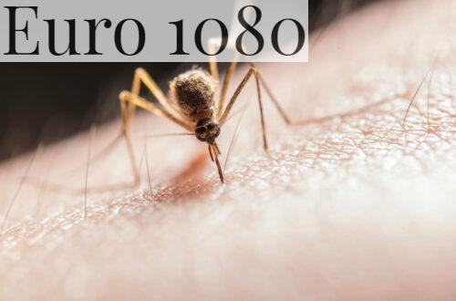 Por qué hay mosquitos en invierno