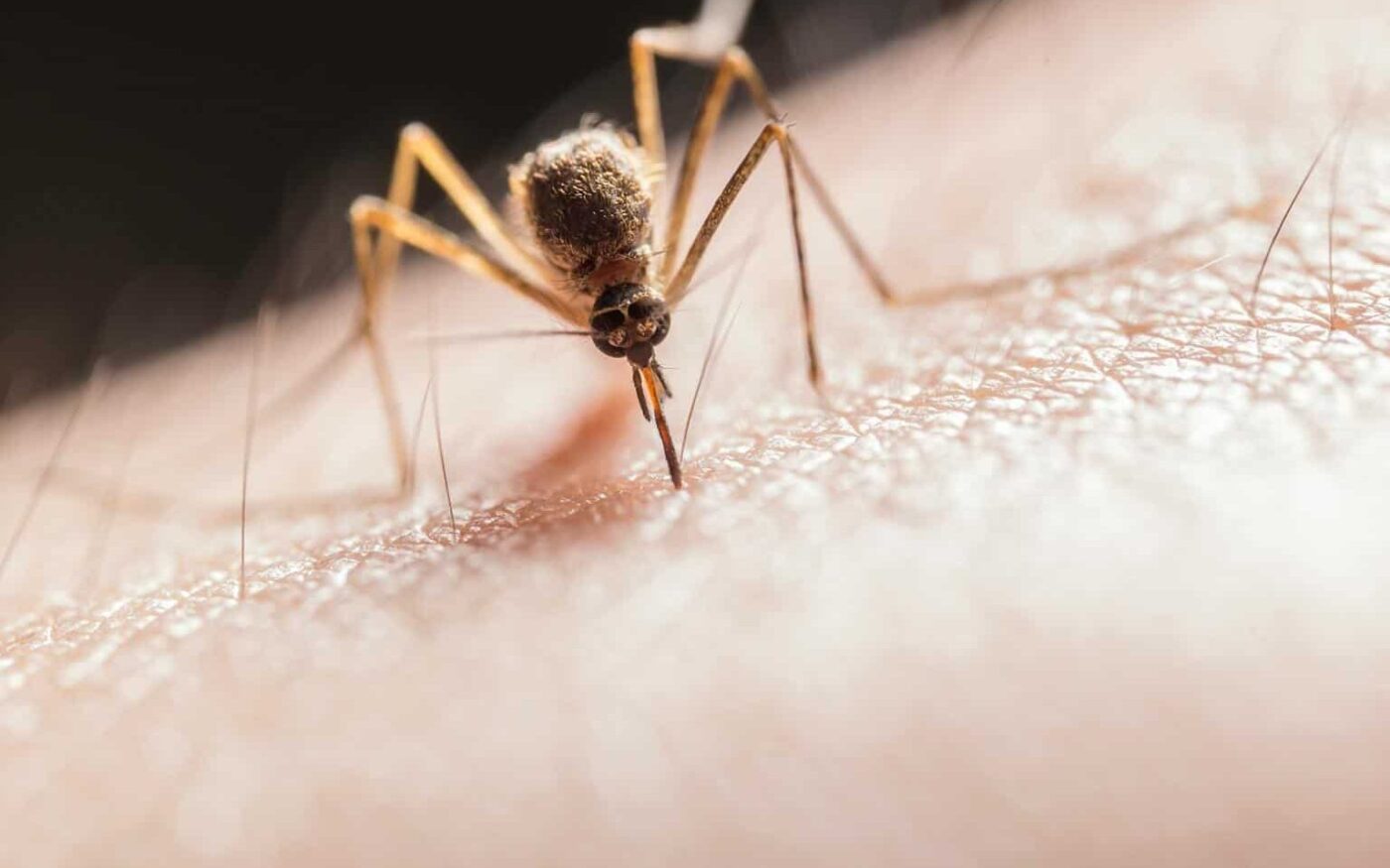 Por qué hay mosquitos en invierno