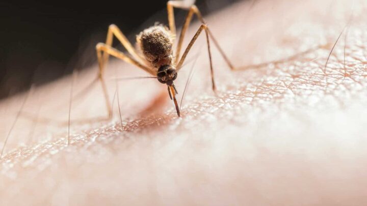 Por qué hay mosquitos en invierno