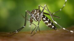Enfermedades contagiadas por mosquitos